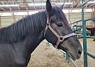 Draft - Horse for Sale in Eden Valley, ON L0L 2K0