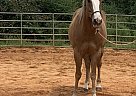 Bandit - Gelding in Greenville, GA Bandit - Gelding in Greenville, GA