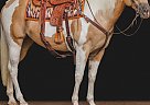 Quarter Horse - Horse for Sale in Everett, PA 40501 Quarter Horse - Horse for Sale in Everett, PA 40501