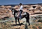 Friesian - Horse for Sale in Fort Collins, CO 80524 Friesian - Horse for Sale in Fort Collins, CO 80524