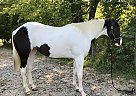 Paint - Horse for Sale in Auburn, KY 42206