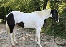 Paint - Horse for Sale in Auburn, KY 42206 Paint - Horse for Sale in Auburn, KY 42206