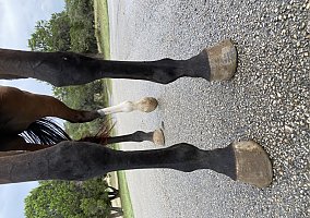 Thoroughbred (Thoroughbred, Mare) in Canyon Lake, TX
