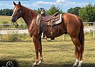 Missouri Fox Trotter - Horse for Sale in Houston, MO 65483
