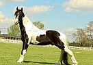 Spotted Saddle - Horse for Sale in , TN 37091 Spotted Saddle - Horse for Sale in , TN 37091