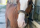 Quarter Horse - Horse for Sale in Milwaukee, WI 53205 Quarter Horse - Horse for Sale in Milwaukee, WI 53205