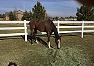 Juliet - Mare in Bend, OR Juliet - Mare in Bend, OR