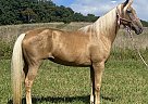 Tennessee Walking - Horse for Sale in McKee, KY 40447