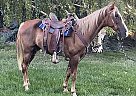 Tennessee Walking - Horse for Sale in Powell, WY 82435 Tennessee Walking - Horse for Sale in Powell, WY 82435