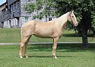Tennessee Walking - Horse for Sale in Brodhead, KY 40409 Tennessee Walking - Horse for Sale in Brodhead, KY 40409