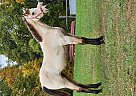 Tennessee Walking - Horse for Sale in Laurel, IN 47024 Tennessee Walking - Horse for Sale in Laurel, IN 47024