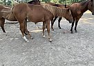 Very Nice Breed Yearling Reiner