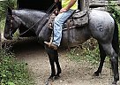 Quarter Horse Mare for Sale in Bethpage, Tennessee Quarter Horse Mare for Sale in Bethpage, Tennessee