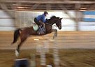 Warmblood - Horse for Sale in London, ON N0M1C0
