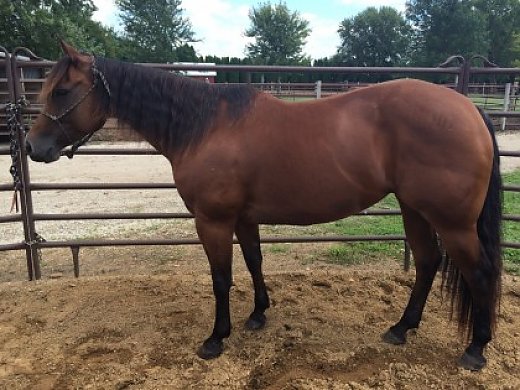 2010 Quarter Horse Mare For Sale