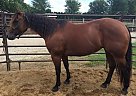 Quarter Horse - Horse for Sale in Grand Meadow, MN 55936