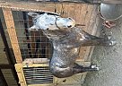 Quarter Horse - Horse for Sale in Bartlett, IL 60103 Quarter Horse - Horse for Sale in Bartlett, IL 60103