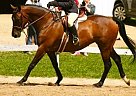 Big, Fancy, TB Mare!!! Thoroughbred Mare
