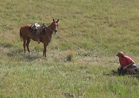 Quarter Horse (Quarter Horse, Gelding) in Nenzel, NE