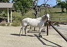 Andalusian - Horse for Sale in Los Angeles, CA 91335