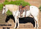 Appaloosa - Horse for Sale in Murietta, CA 40501 Appaloosa - Horse for Sale in Murietta, CA 40501