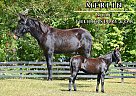 Mule - Horse for Sale in Pendleton, KY 40055 Mule - Horse for Sale in Pendleton, KY 40055