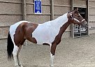 Paint - Horse for Sale in New TripolI, PA 18066 Paint - Horse for Sale in New TripolI, PA 18066