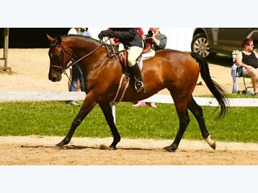 Big, Fancy, TB Mare!!!