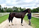Jewel - Mare in EdenValley, ON Jewel - Mare in EdenValley, ON