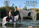 Paint - Horse for Sale in Coatesville, PA 19320 Paint - Horse for Sale in Coatesville, PA 19320