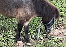 Miniature - Horse for Sale in Douglasville, GA 30135
