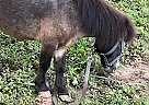 Miniature - Horse for Sale in Douglasville, GA 30135 Miniature - Horse for Sale in Douglasville, GA 30135