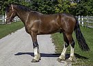 Lochlan - Gelding in EdenValley, ON Lochlan - Gelding in EdenValley, ON