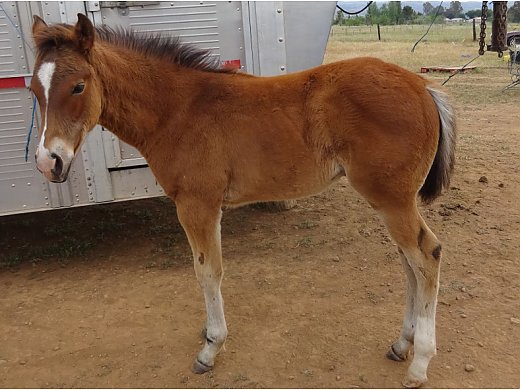Colt Foal