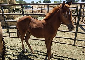 Quarter Horse (Quarter Horse, Stallion) in Chico, CA