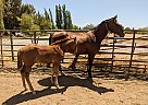 Prince - Stallion in Chico, CA