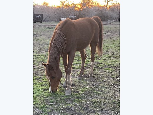 Family Horse for Sale