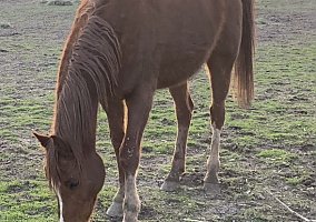 Arabian (Arabian, Gelding) in Holladay, UT