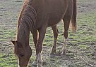 Arabian - Horse for Sale in Holladay, UT 84117