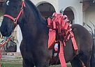 Friesian - Horse for Sale in Wilton, CA 95693