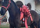 Friesian - Horse for Sale in Wilton, CA 95693 Friesian - Horse for Sale in Wilton, CA 95693