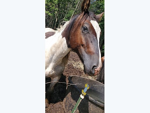Gypsy Drum Gelding