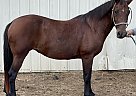 Mustang - Horse for Sale in Somerville, TX 77879 Mustang - Horse for Sale in Somerville, TX 77879
