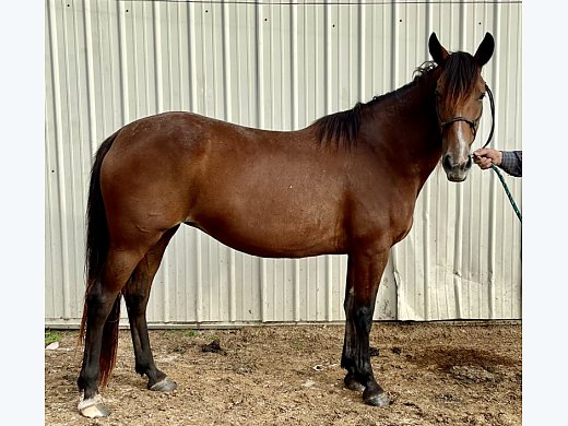 Mustang Mare