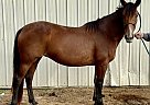 Mustang - Horse for Sale in Somerville, TX 77879