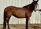Mustang - Horse for Sale in Somerville, TX 77879 Mustang - Horse for Sale in Somerville, TX 77879