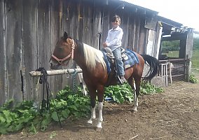 Paint (Paint, Gelding) in Hart, MI