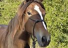 Percheron - Horse for Sale in Somerville, TX 77879 Percheron - Horse for Sale in Somerville, TX 77879
