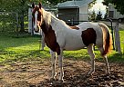 Ritz - Gelding in River Falls, WI Ritz - Gelding in River Falls, WI
