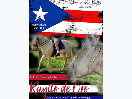 PPR Paso Fino Cremello Stallion